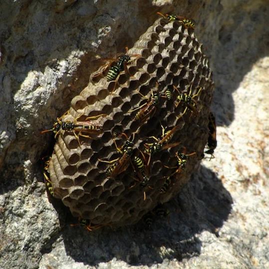 Wasps Control wasp nest removal Tower Hamlets
