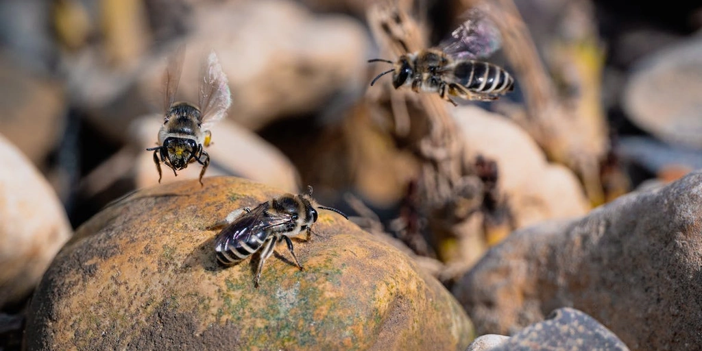 Wasp Dangers and Risks