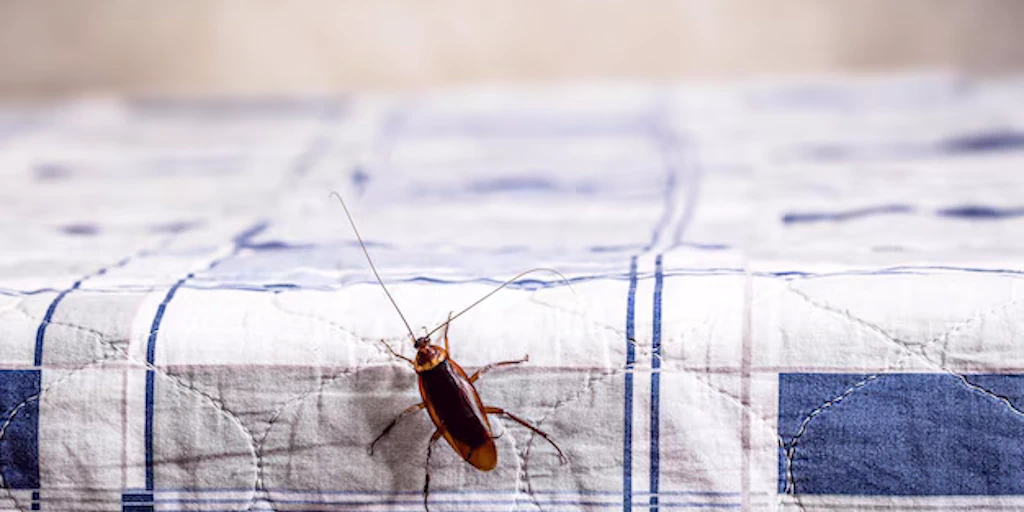 How long does it take for pest control to work for roaches